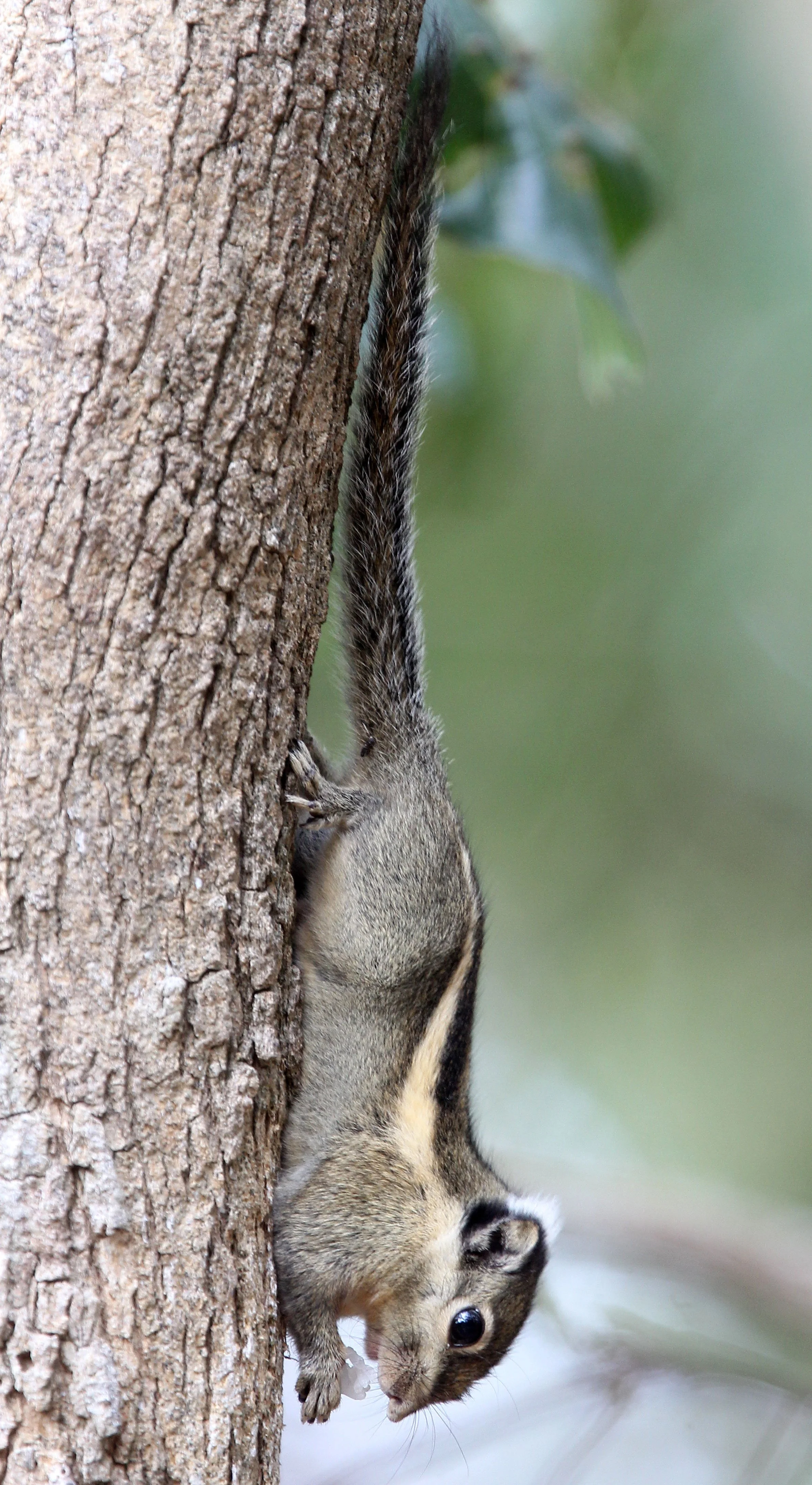 Tamiops rodolphii - CAMBODIAN STRIPED SQUIRREL - WAT PHATAK SUA NONGKAI PROVINCE THAILAND (6).JPG