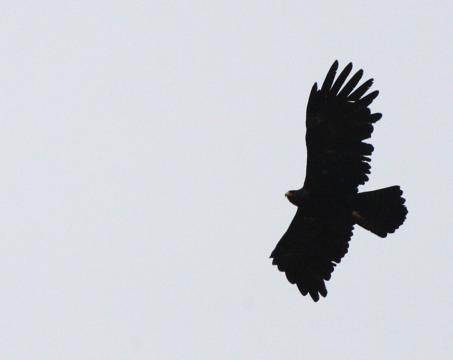 Ictinaetus malaiensis - BLACK EAGLE - KAENG KRACHAN THAILAND (39).JPG