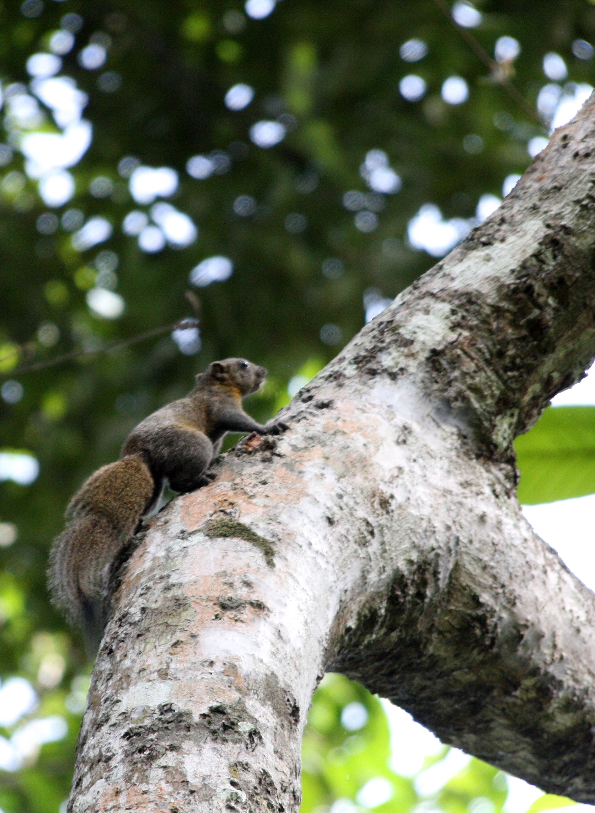 Callosciurus caniceps - GREY-BELLIED SQUIRREL - KOH LANTA THAILAND (13).JPG