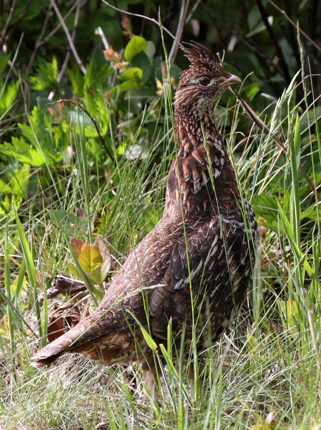 GROUSE - RUFFED GROUSE - Bonasa umbellus - DUNCAN MEMORIAL CEDAR TREE ROAD - WEST END OF ONP WA (12).JPG