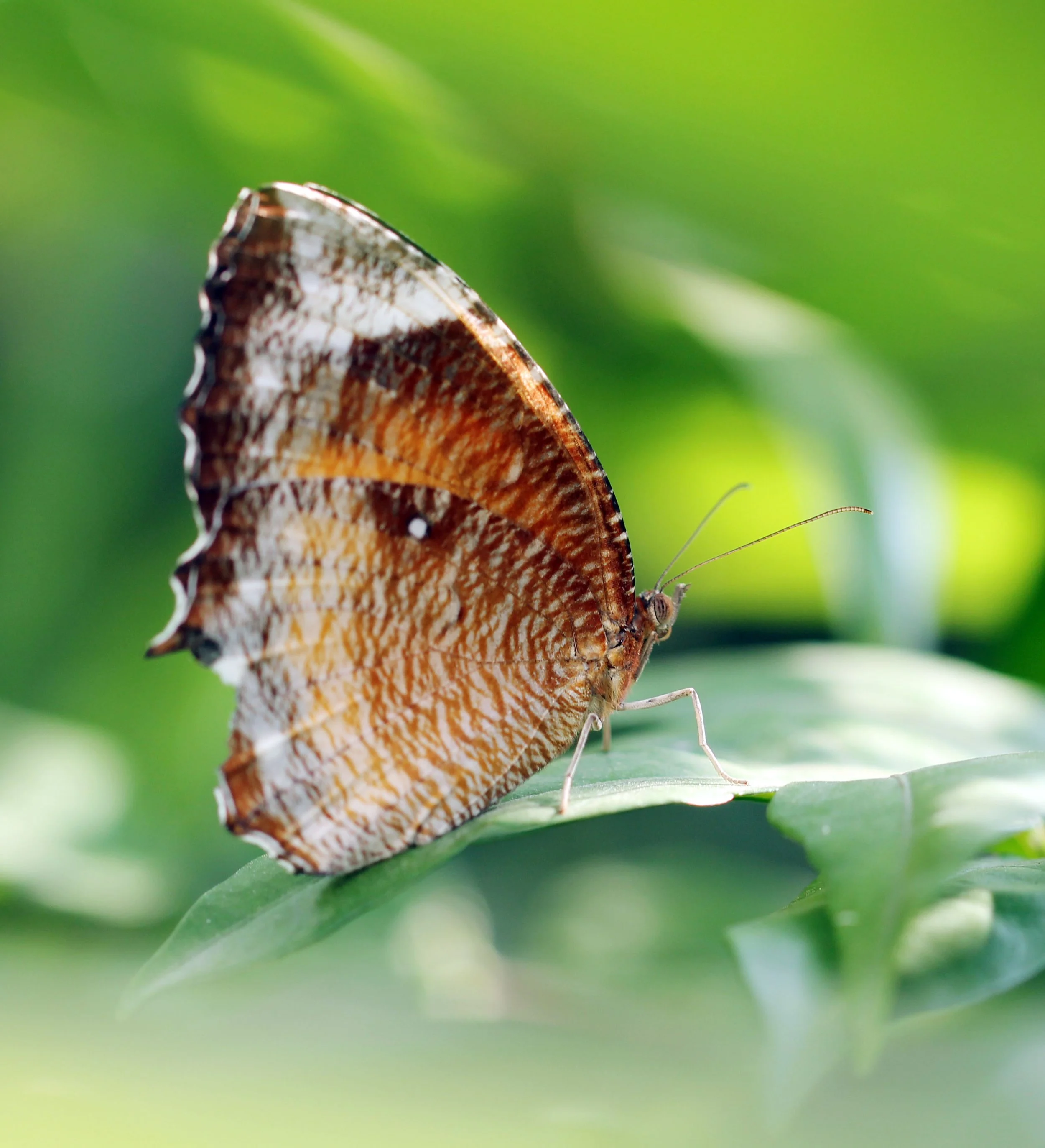 Satyridae - Elymnias hypermnestra - Nonthaburi, Thailand
