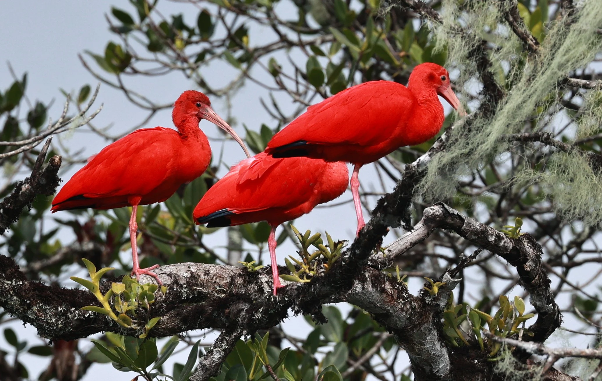 Scarlet Ibis (Eudocimus ruber) Superagüi National Park, Brazil (18).jpg