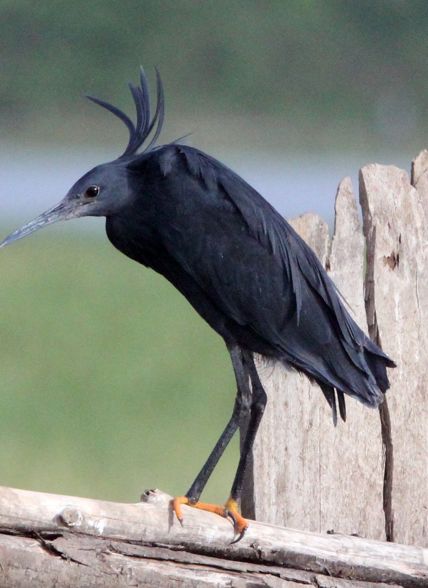 HERON - BLACK HERON - Egretta ardesiaca - LAKE AWASSA ETHIOPIA (9).JPG