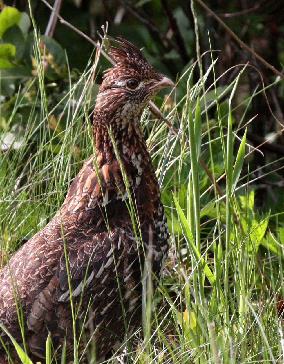 BIRD - GROUSE - ROUGHED GROUSE - DUNCAN MEMORIAL CEDAR TREE ROAD - WEST END OF ONP WA (13).JPG