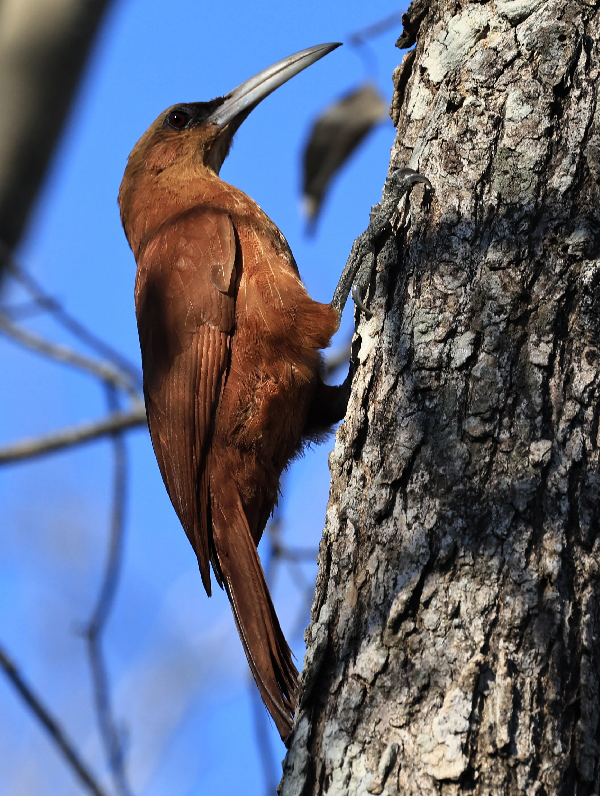 Great Rufous Woodcreeper (Xiphocolaptes major) Agua Dulce Paraguay (11).jpg
