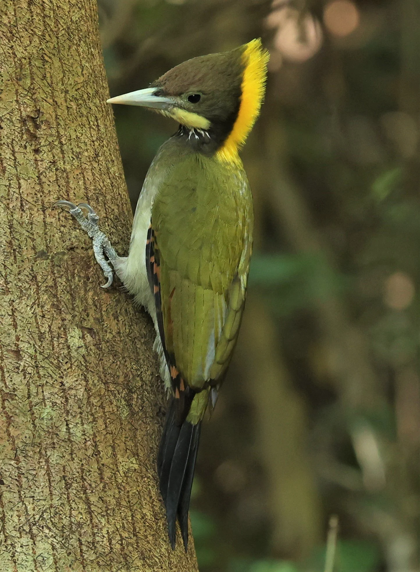 WOODPECKER - GREATER YELLOWNAPE - Chrysophlegma flavinucha - PETCHABURI PROVINCE - NUY HIDE NEAR KAENG KRACHAN JAN 2022 (37).jpg