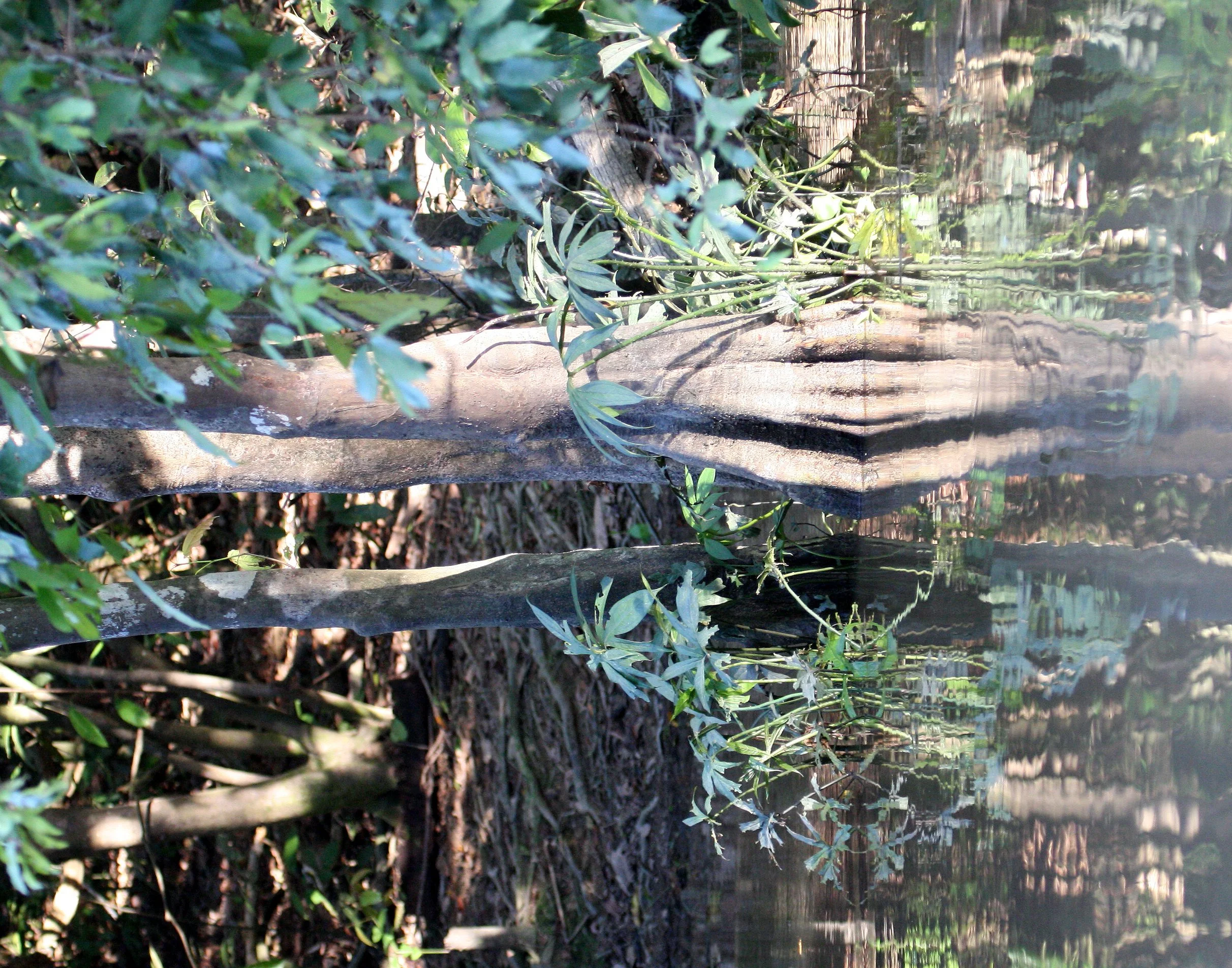 KINABATANGAN RIVER BORNEO - FLOODED FOREST.JPG