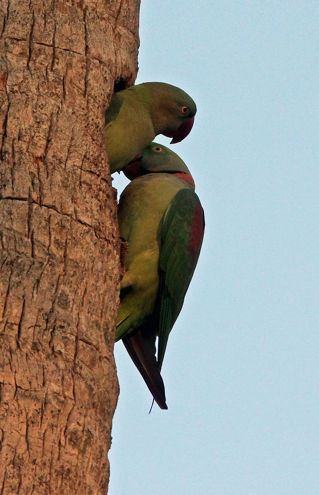 BIRD - PARAKEET - ALEXANDRINE PARAKEET - NIGAMBU FOREST AREA SRI LANKA (50).JPG