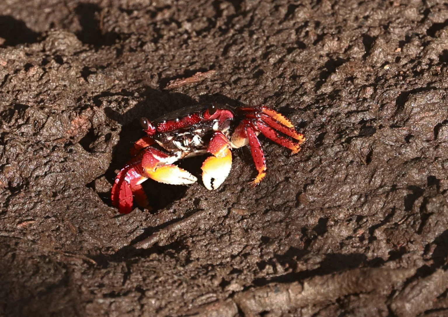 Red Mangrove-root Crab (Goniopsis cruentata) Superagui National Park, Brazil (2).jpg
