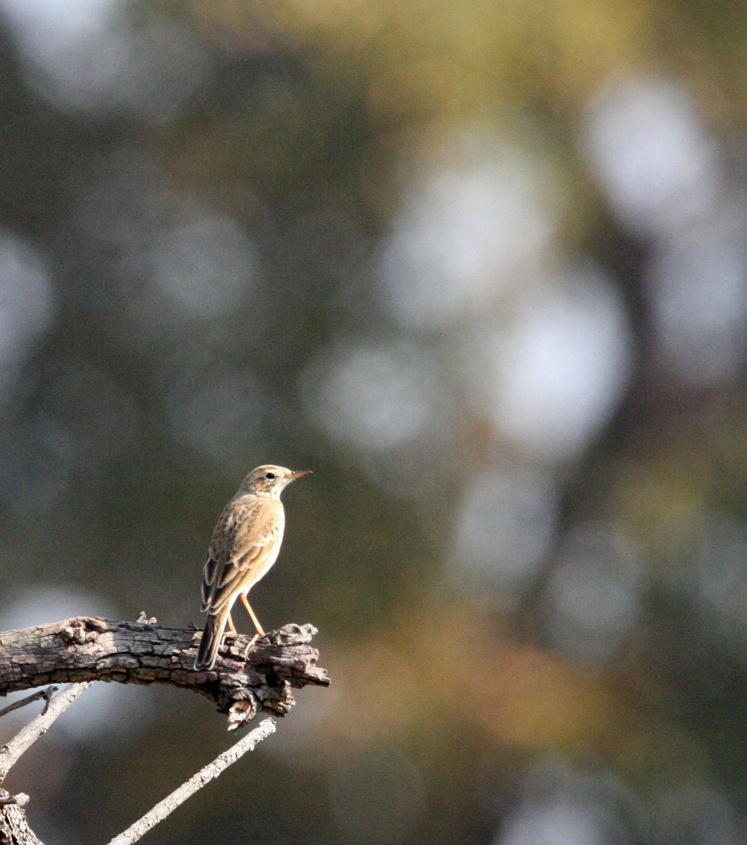 Tawny Pipit (Anthus campestris) CHAMBAL RIVER SANCTUARY INDIA (2).JPG
