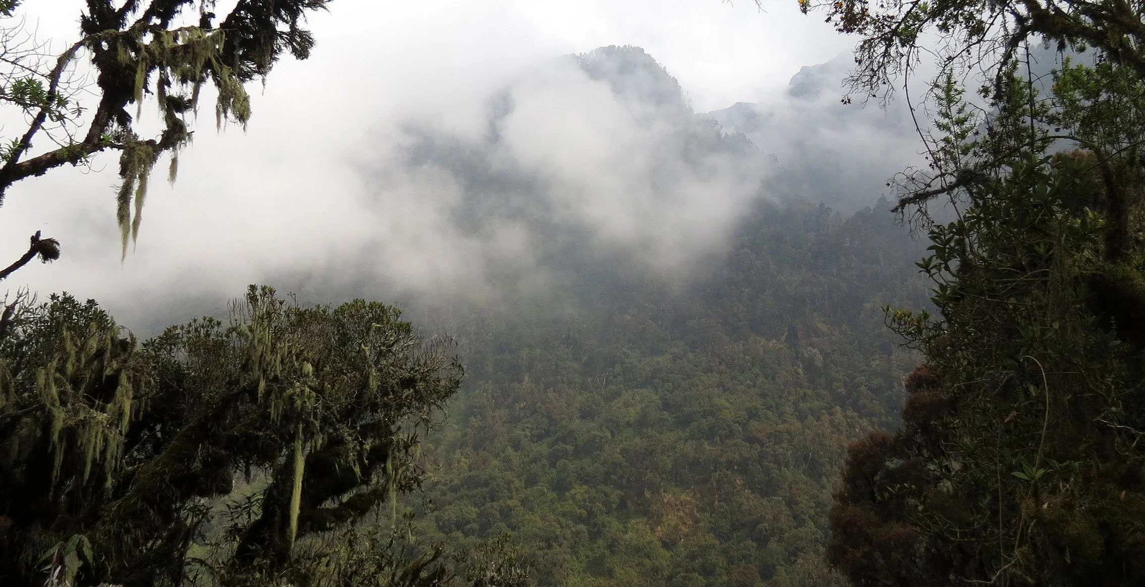 RWENZORI NATIONAL PARK UGANDA (137).JPG