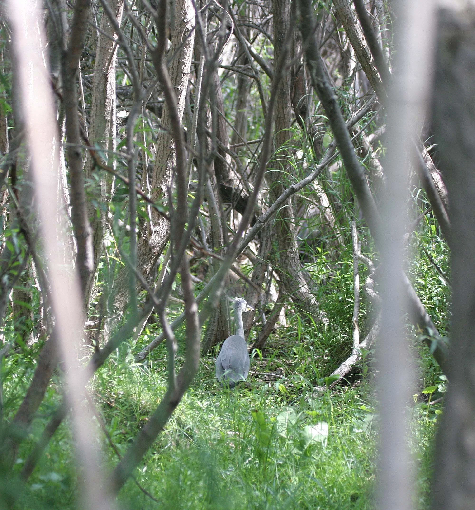 HERON - GREY HERON -  Ardea cinerea - ROOKERY IN SELENGA DELTA - LAKE BAIKAL RUSSIA (2).jpg