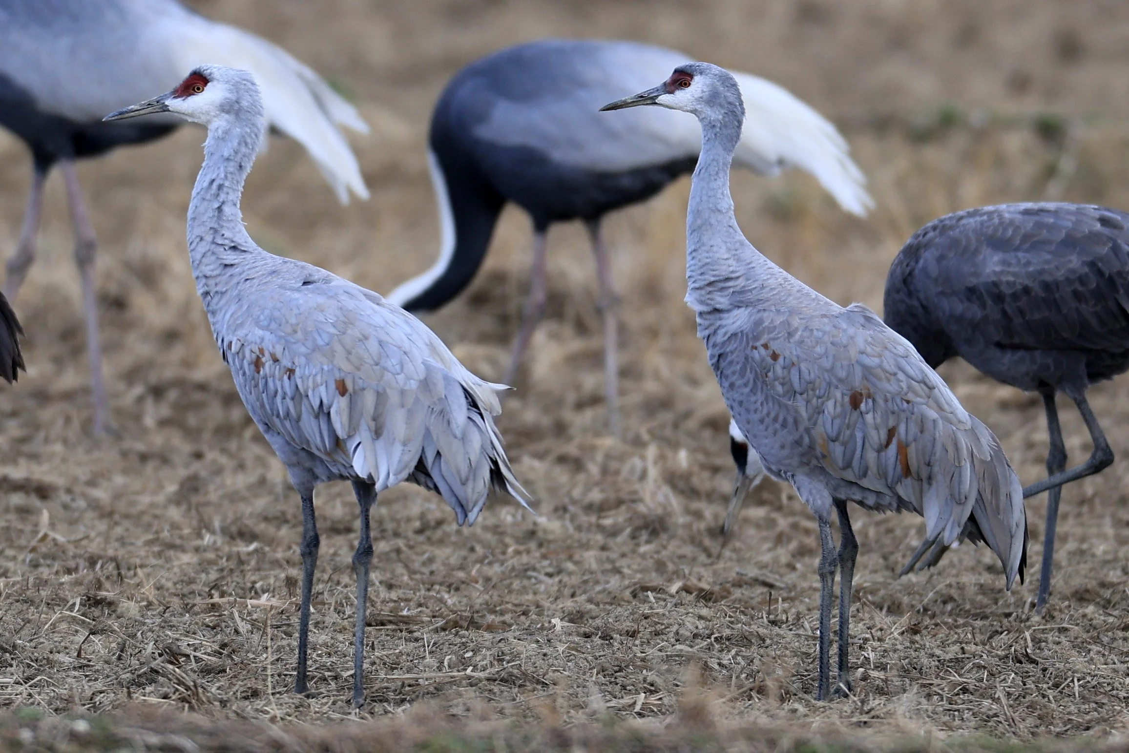 Sandhill Crane (Antigone canadensis) Izumi Crane Park & Center, Izumi Kagoshima Kyushu Japan (49).jpg