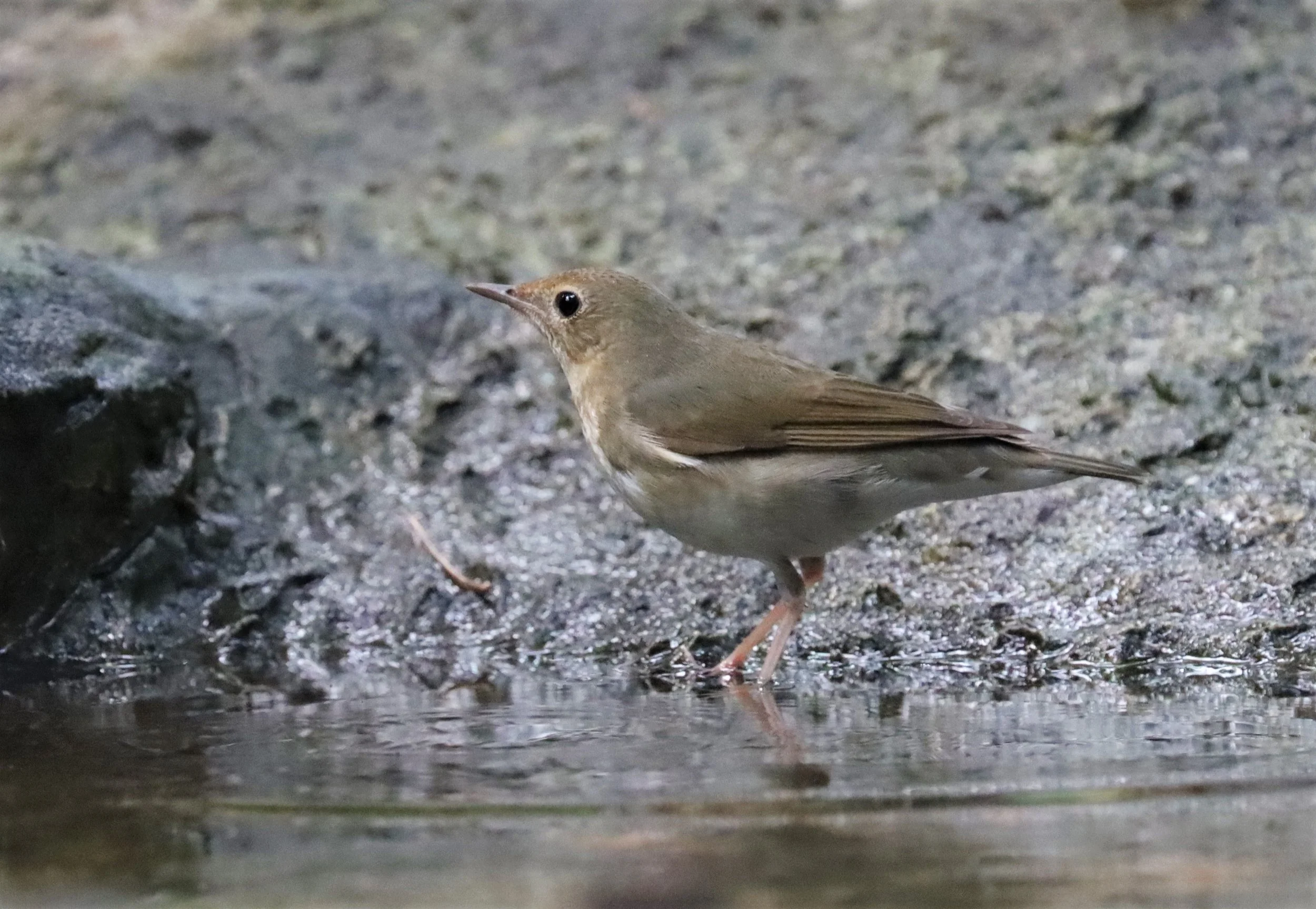 ROBIN - SIBERIAN BLUE ROBIN - Luscinia cyane - WAT THAM PRATHUN CHONBURI (7).jpg