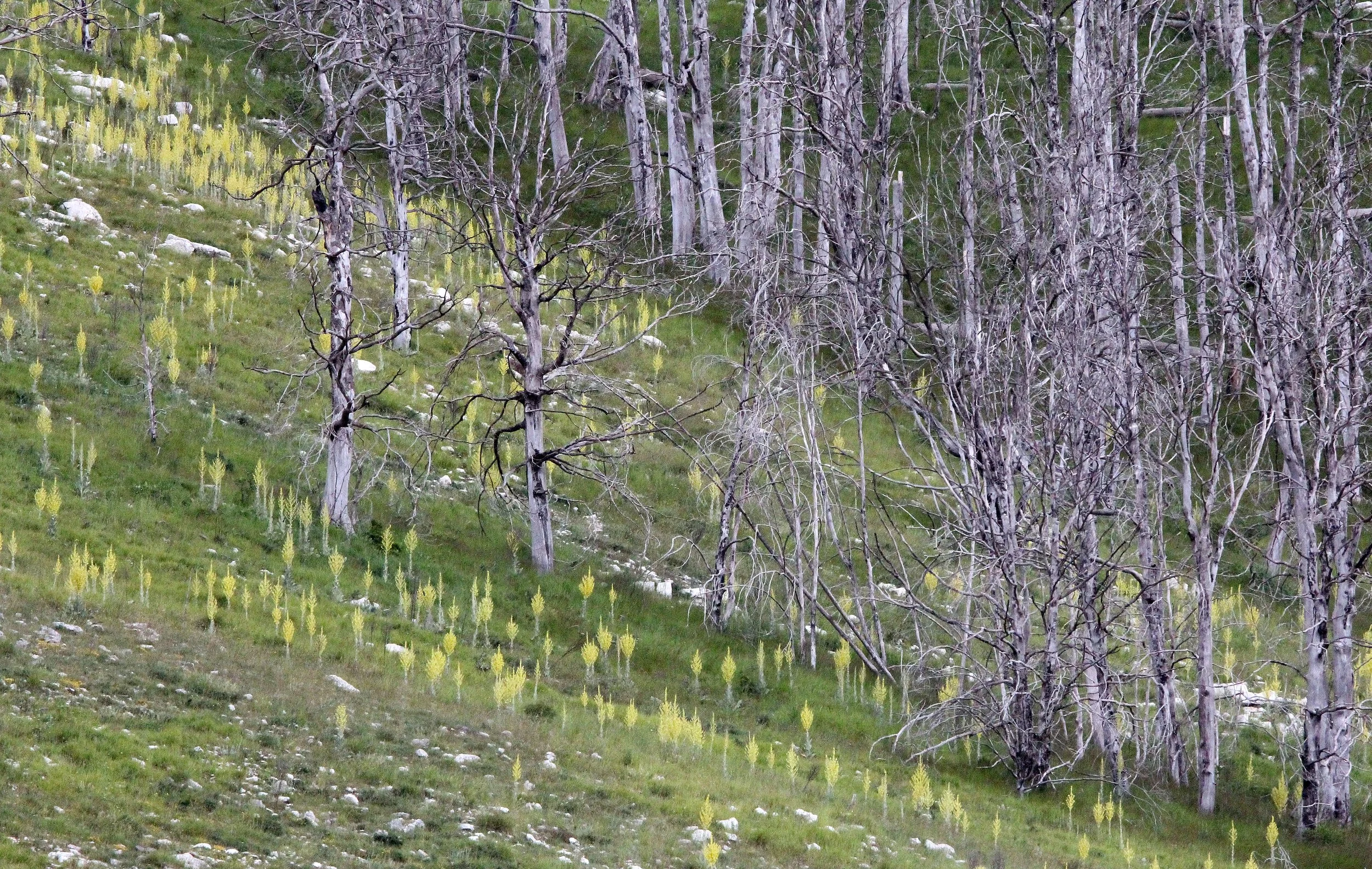 ABRUZZO NATIONAL PARK ITALY (90).JPG