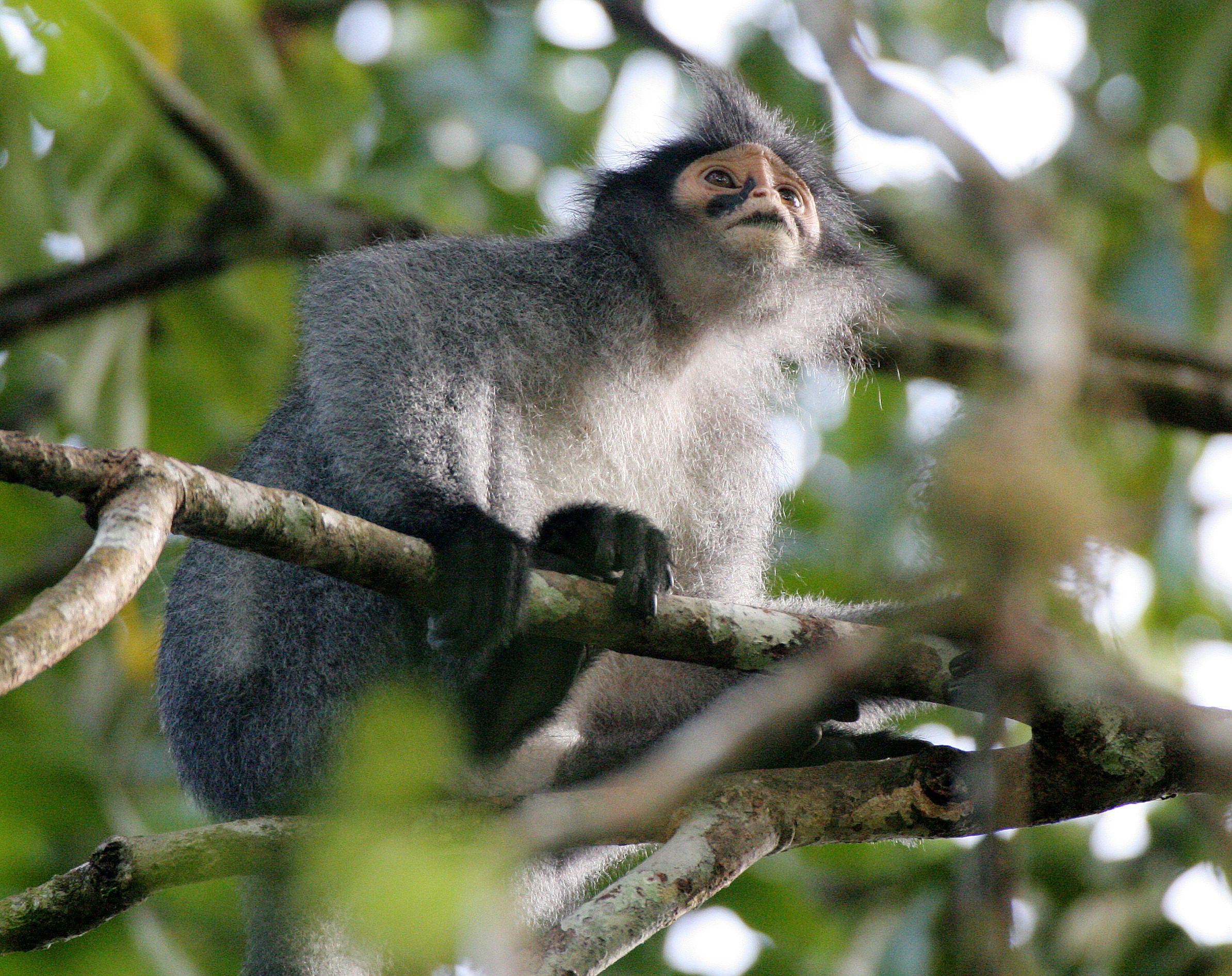 CERCOPITHECIDAE - Presbytis sabana - SABAH GRIZZLED LANGUR - TABIN WILDLIFE RESERVE  (30).JPG