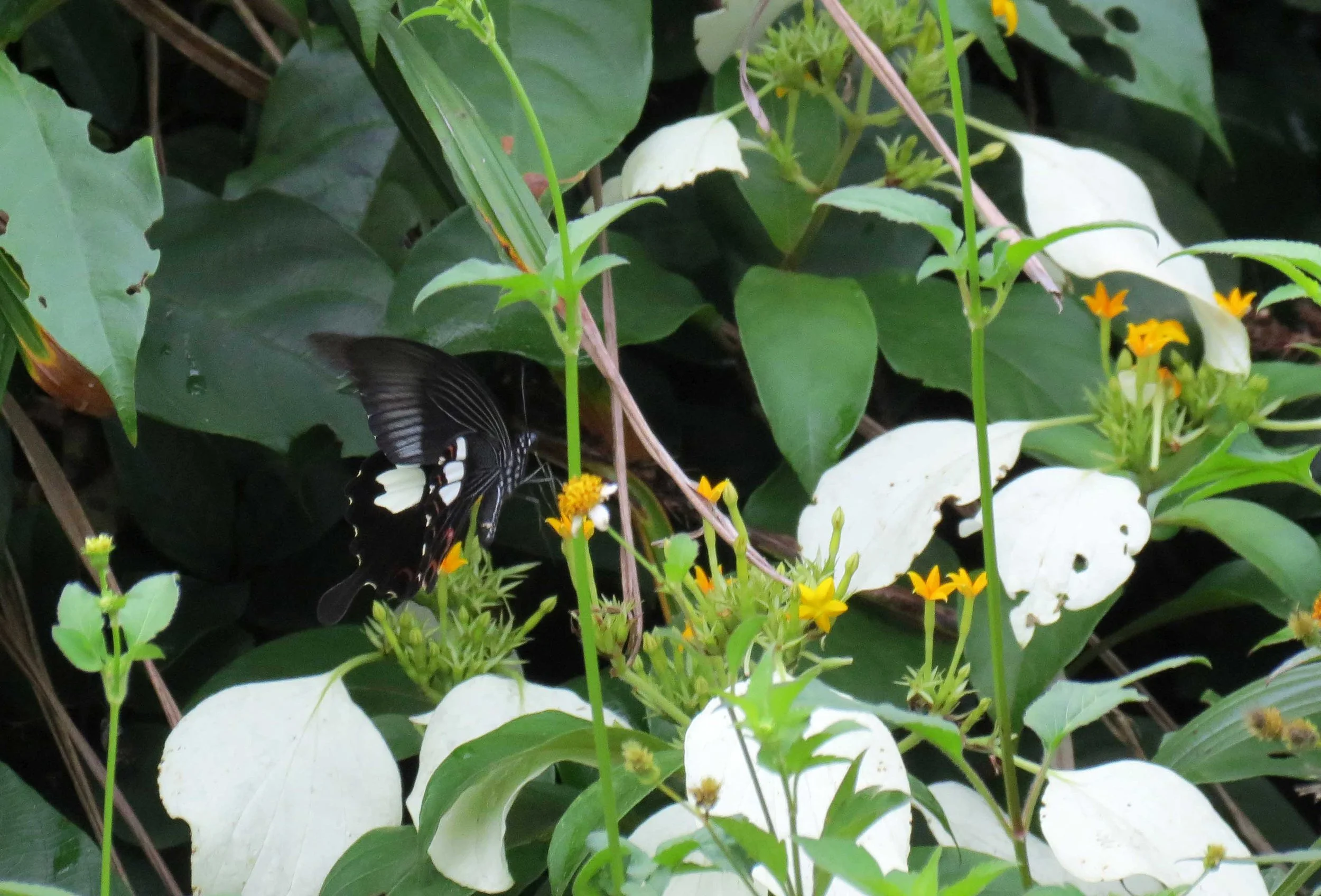 SON TRA PENINSULA - COKIE'S IMAGES (33).JPG