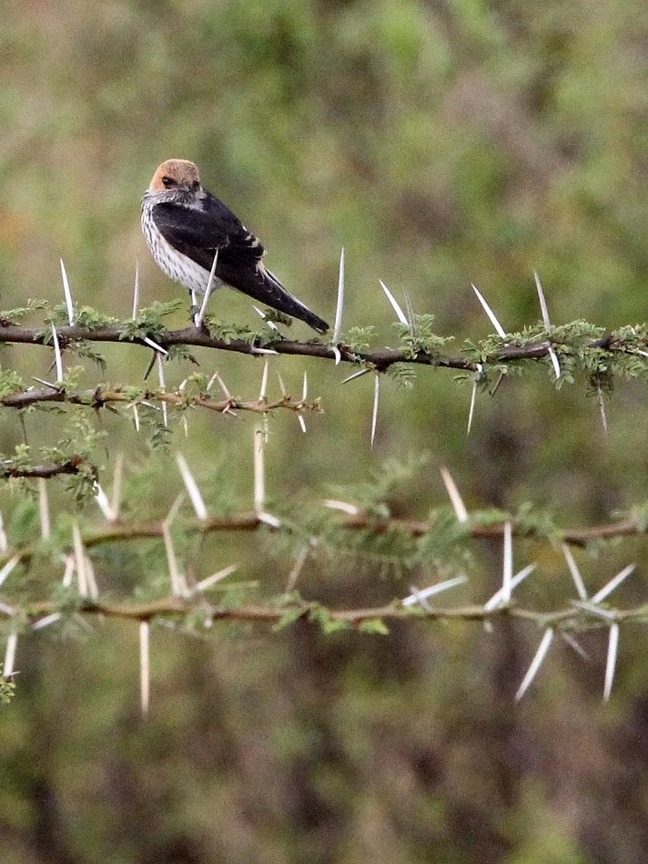 Lesser Striped Swallow (Cecropis abyssinica) Masai Mara NP Kenya (1).JPG
