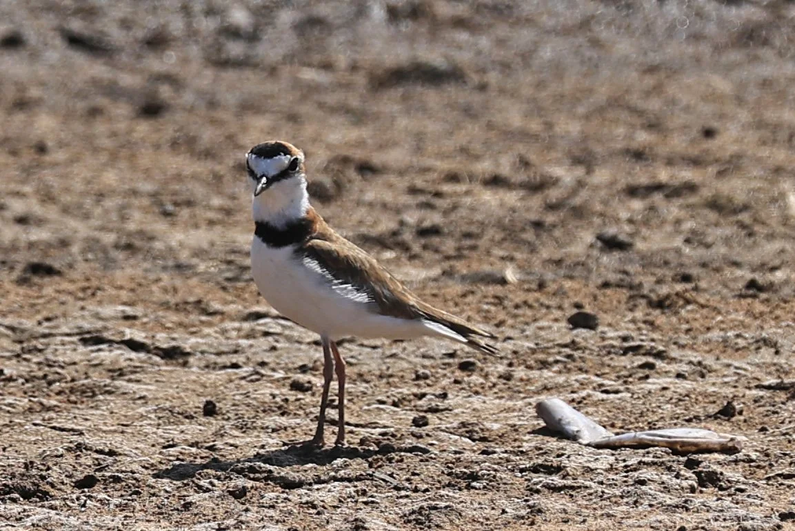 Collared Plover (Anarhynchus collaris) Chaco Lodge & Laguna Salada Paraguay (4).jpg
