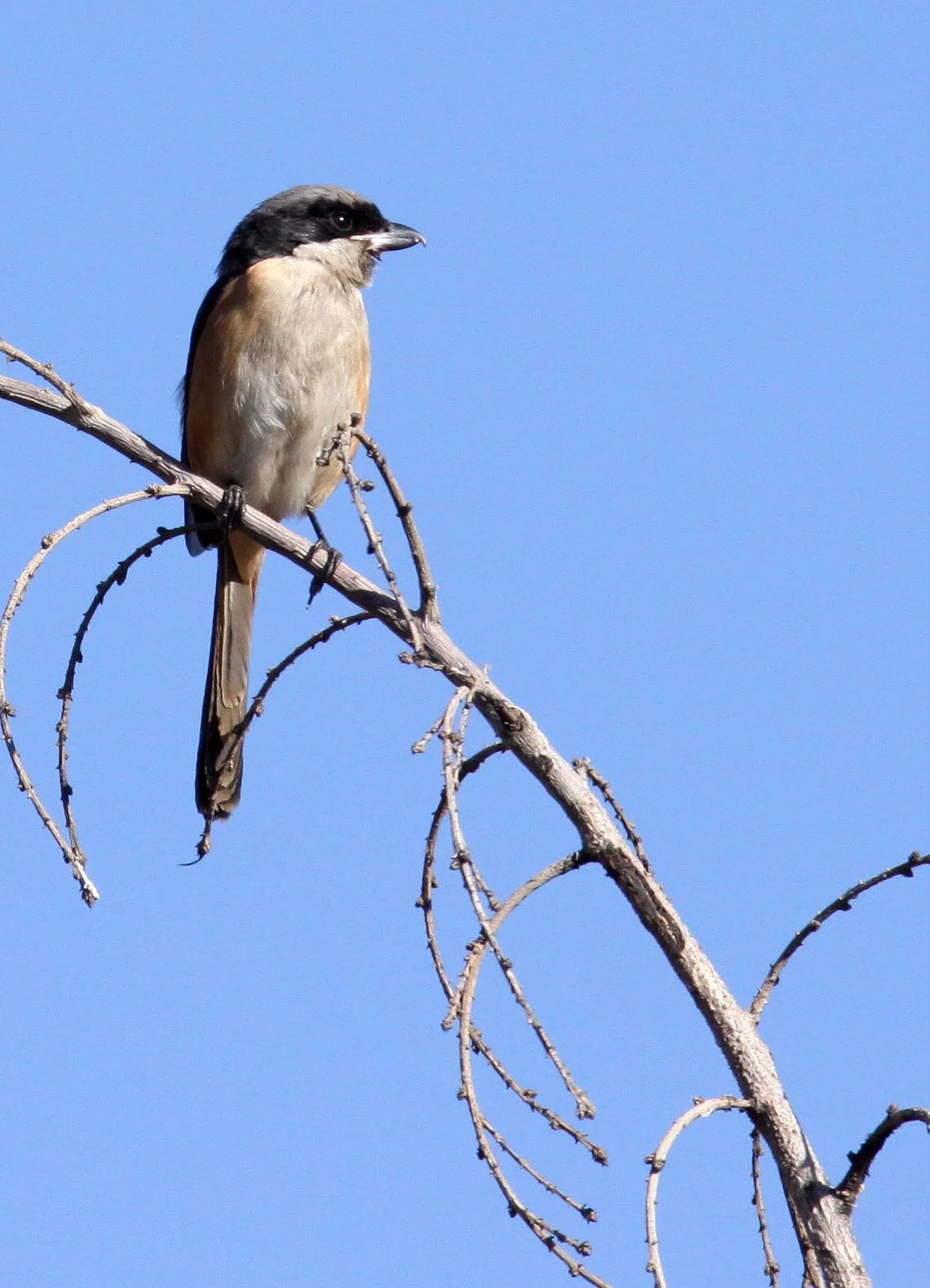 Long-tailed Shrike (Lanius schach) Cao Hai Wetlands Yunnan China (5).JPG