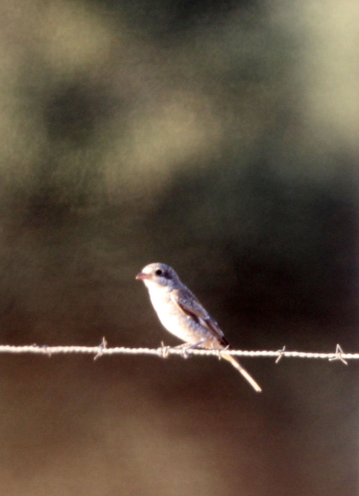 Red-backed Shrike (Lanius collurio) Sierra de Andujar Spain.JPG