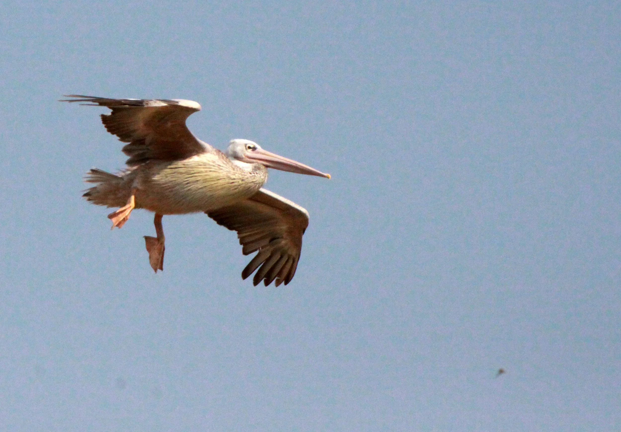 Pelecanus rufescens - PINK-BACKED PELICAN - QUEEN ELIZABETH NATIONAL PARK UGANDA (4).JPG