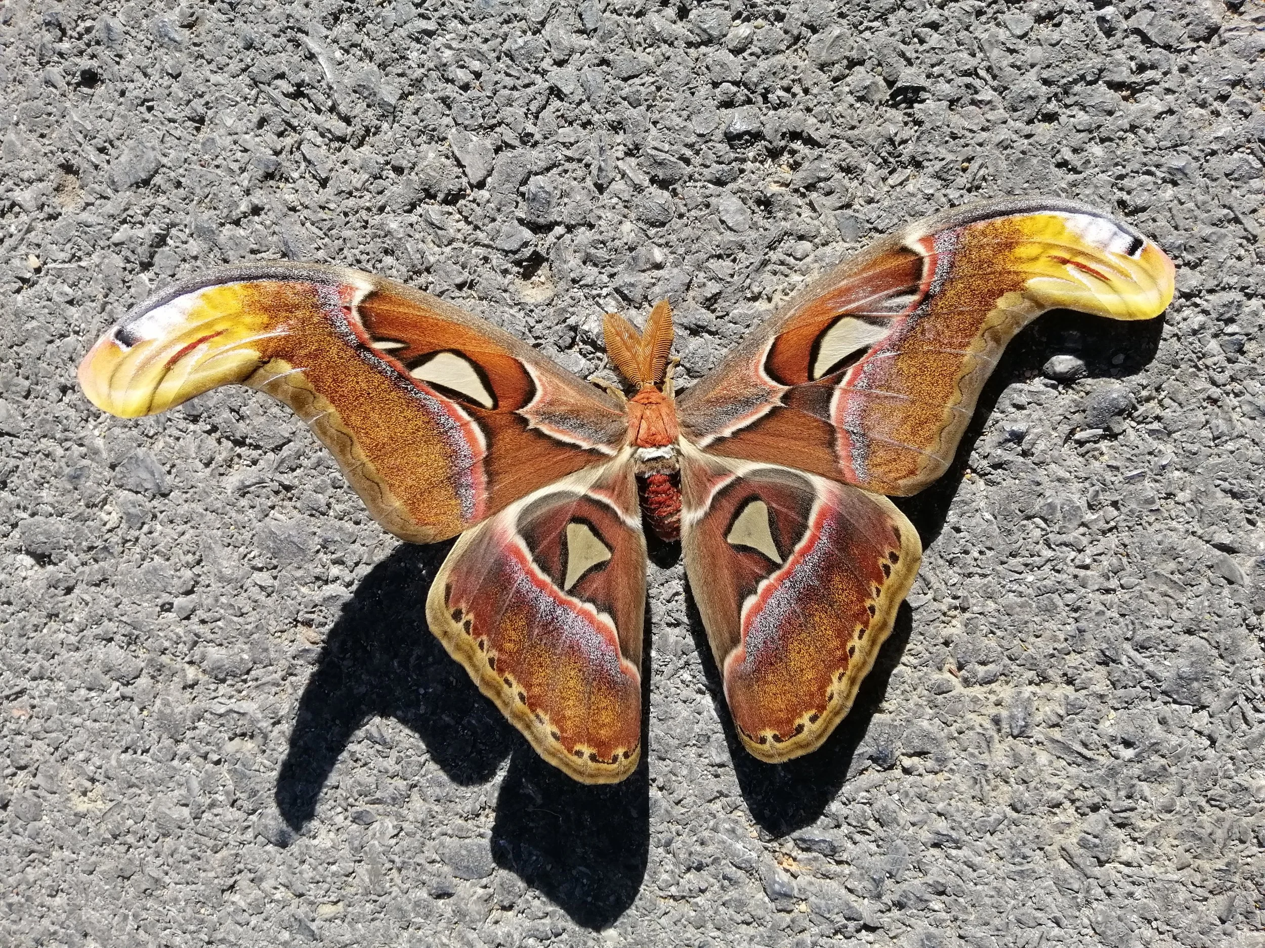Atlas moth (Attacus atlas)
