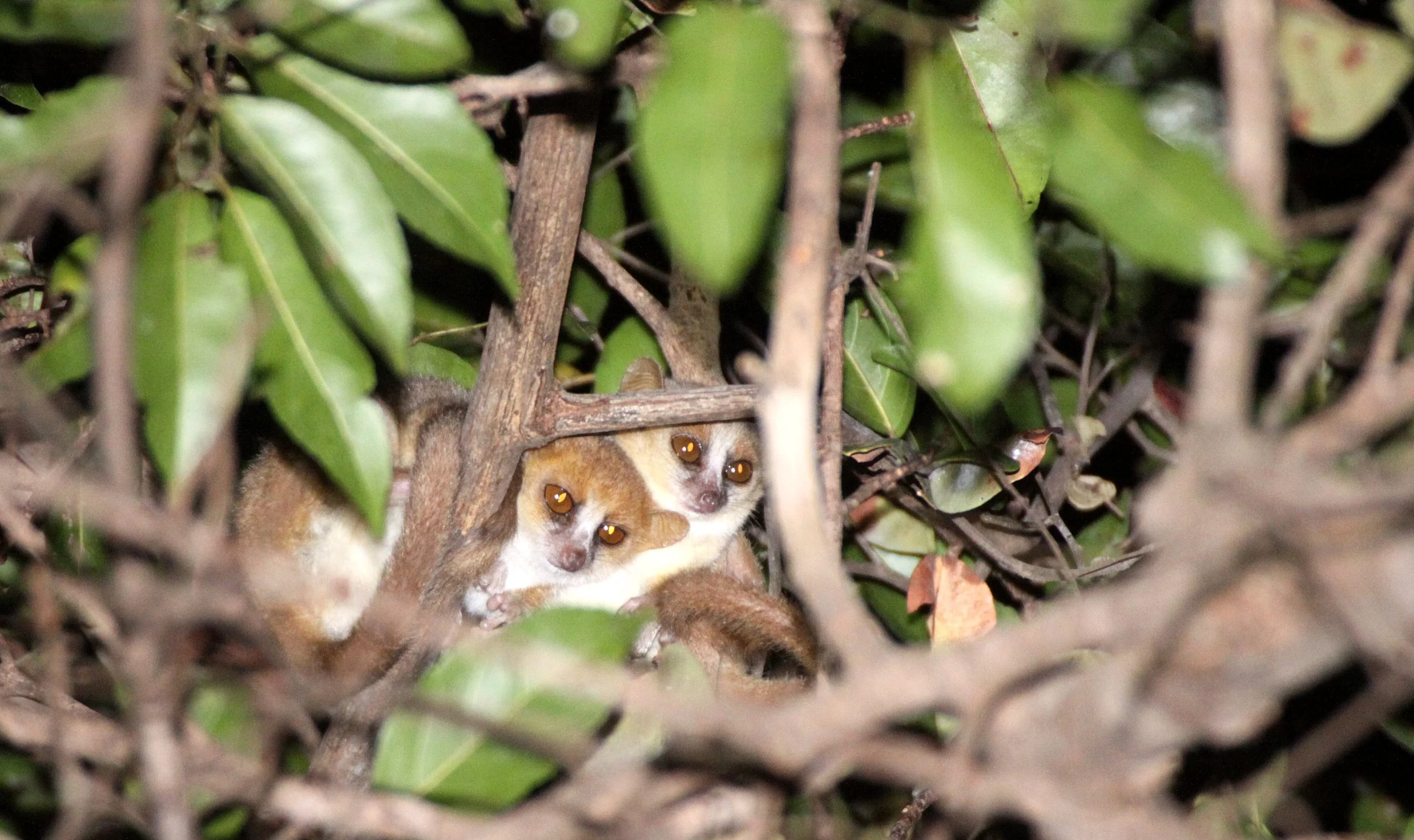 CHEIROGALEIDAE - Microcebus tavaratra - TAVARATRA (NORTHERN RUFOUS) MOUSE LEMUR - ANKARANA NATIONAL PARK MADAGASCAR (10).JPG