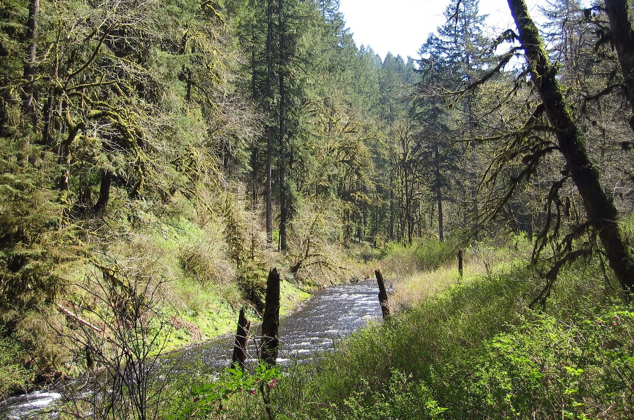 OREGON - SILVER FALLS SP RIVER.jpg