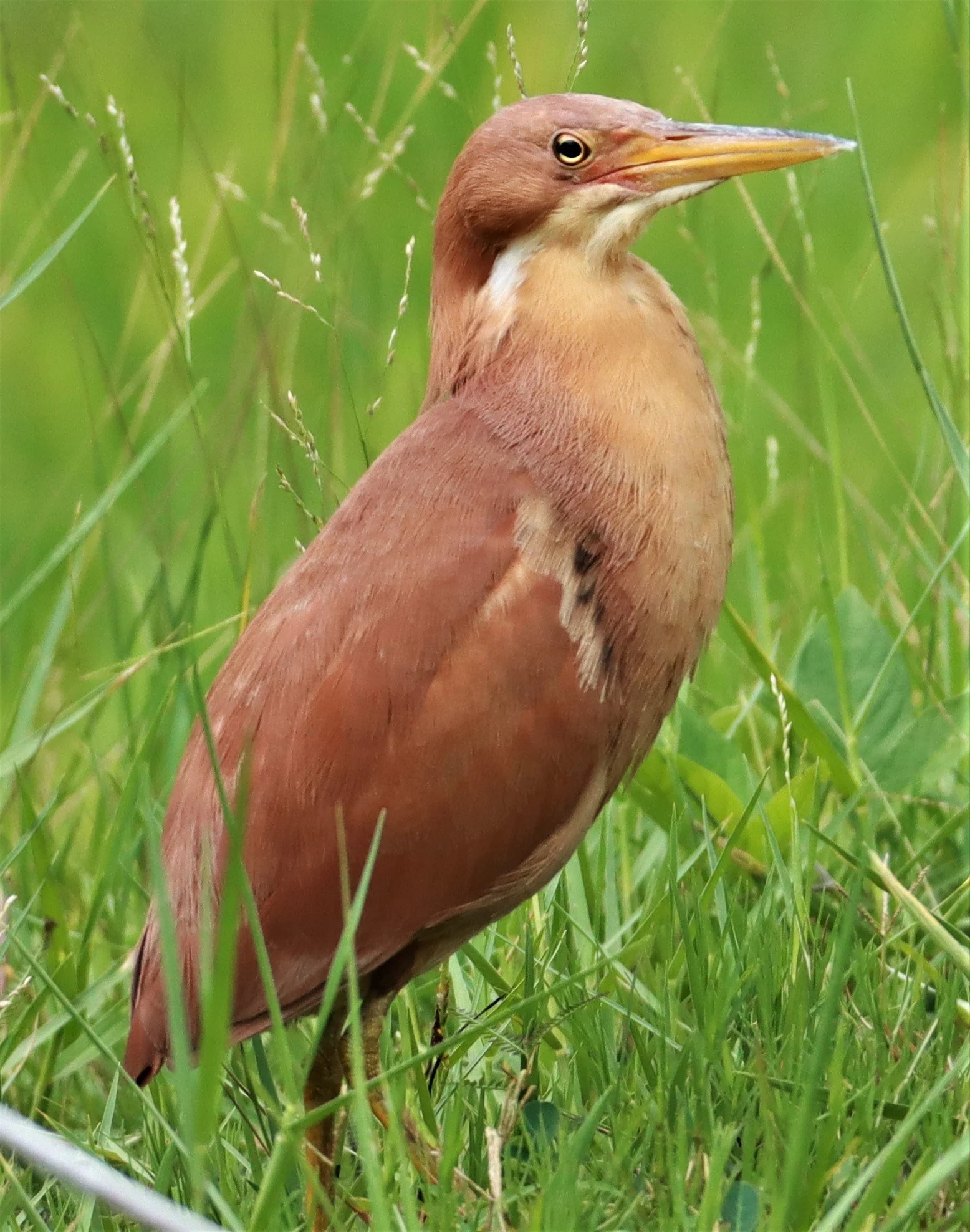 BITTERN - CINNAMON BITTERN (CHESTNUT BITTERN) - Ixobrychus cinnamomeus - BURIRAM HUAI CHORAKHE MAK (37).jpg