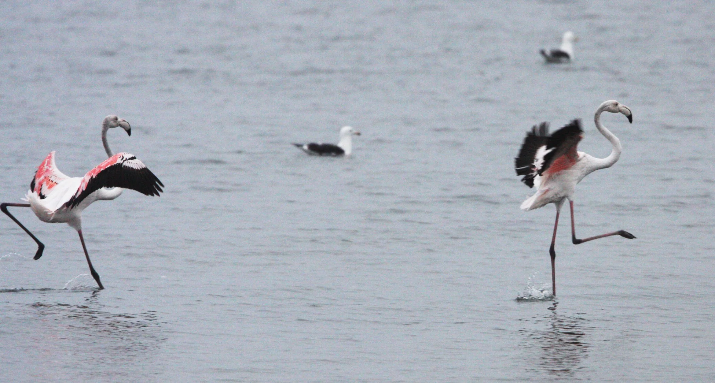 Phoenicopterus roseus - Greater Flamingo - Walvis Bay Namibia (52).JPG