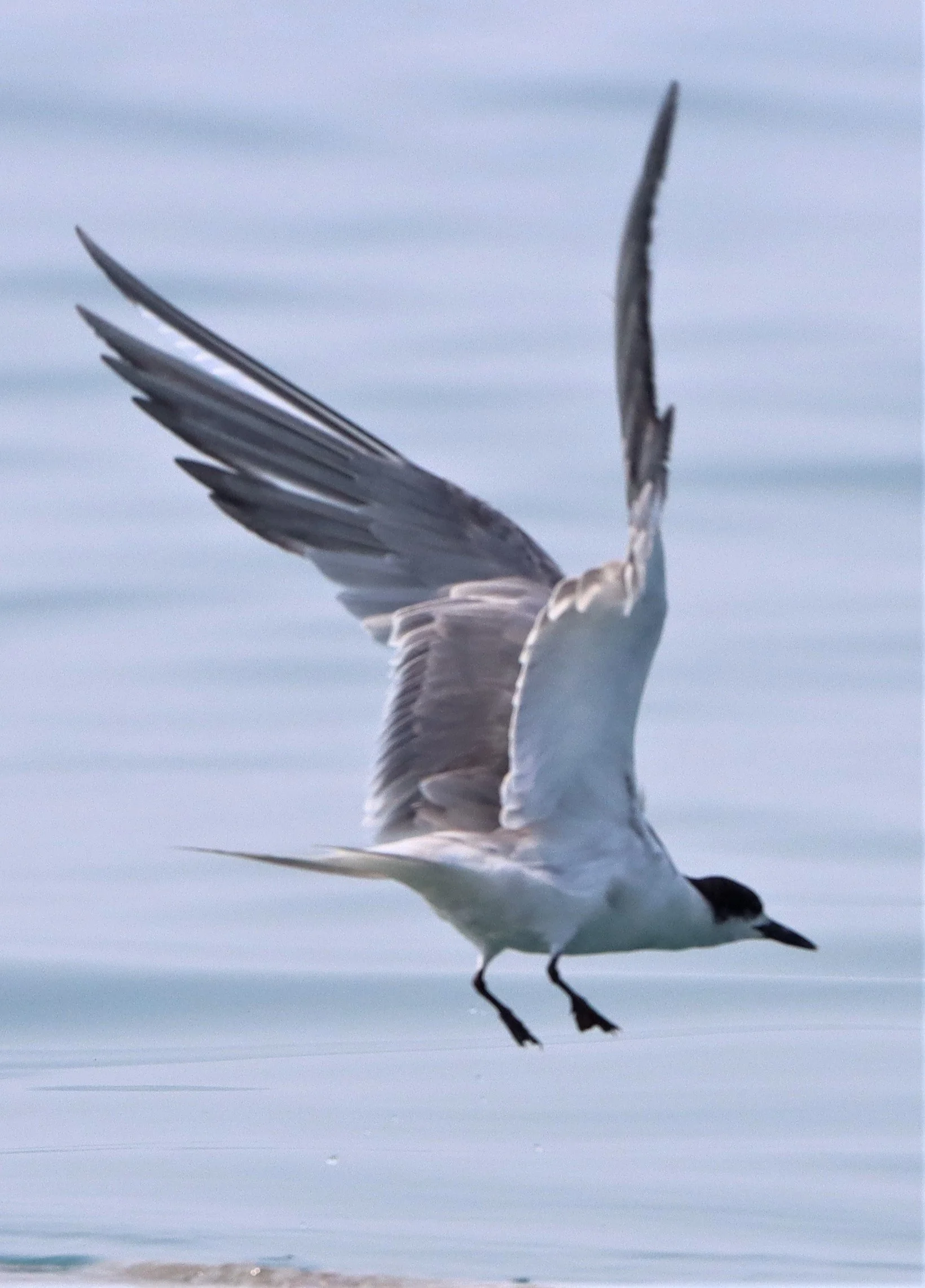 TERN - COMMON TERN - Sterna hirundo - UPPER NE GULF OF THAILAND NEAR CHACHOENGSAO (1).jpg
