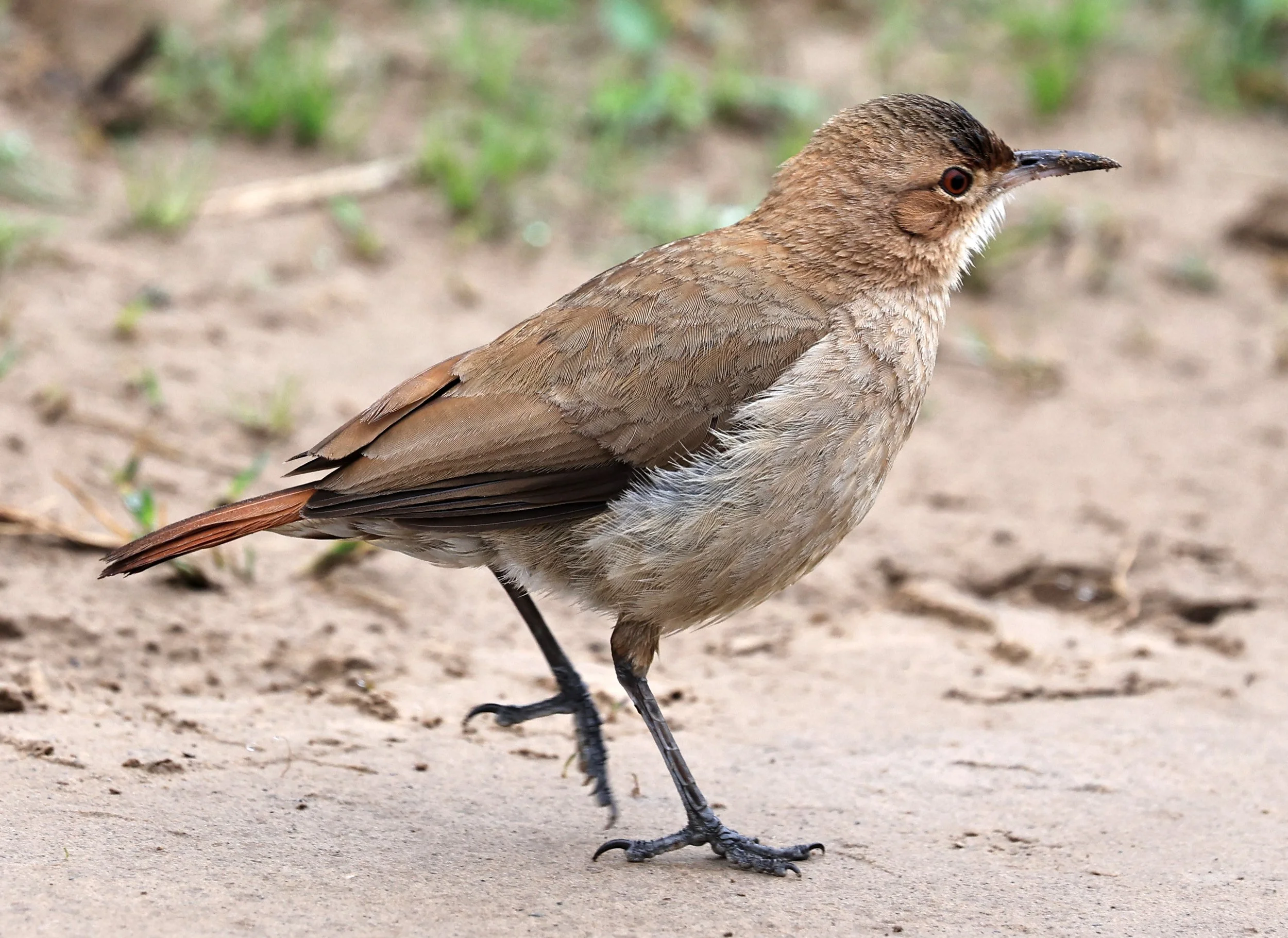Rufous hornero (Furnarius rufus) Reserva Natural Ceibas, Entre Rios, Argentina (7).jpg