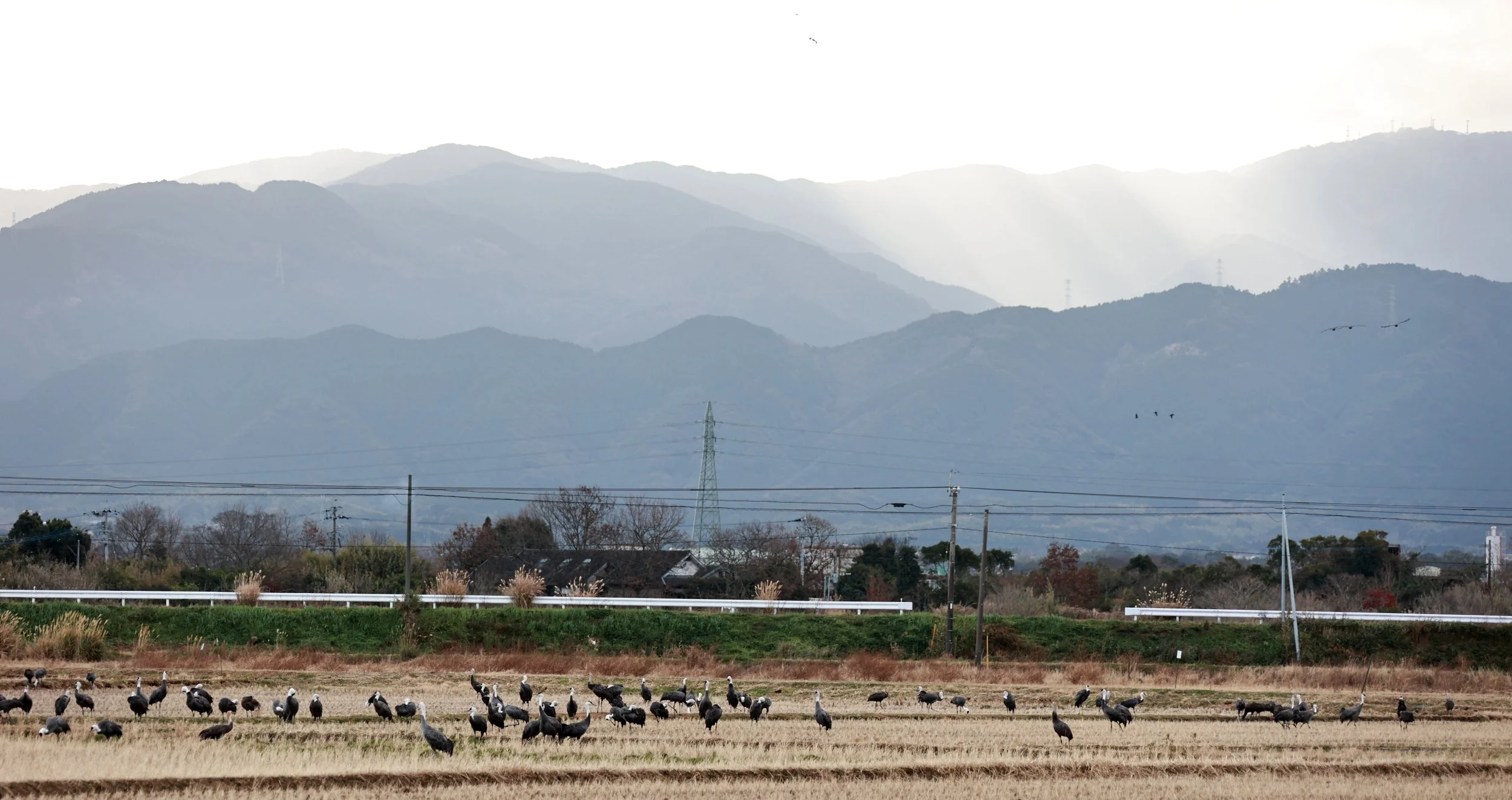 Hooded Crane (Grus monacha) & White-naped Crane - Izumi Crane Park & Center, Izumi Kagoshima Kyushu Japan (5).jpg