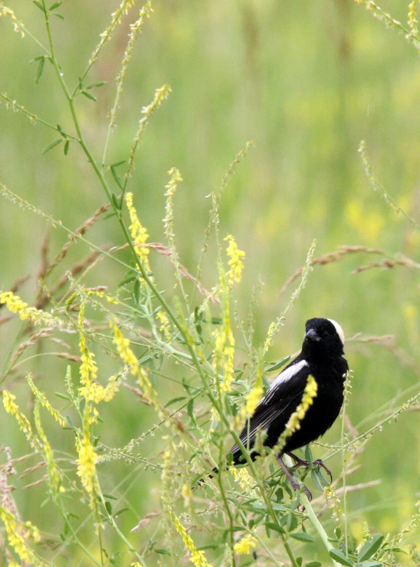 Bobolink (Dolichonyx oryzivorus) McKee Marsh Illinois (4).JPG