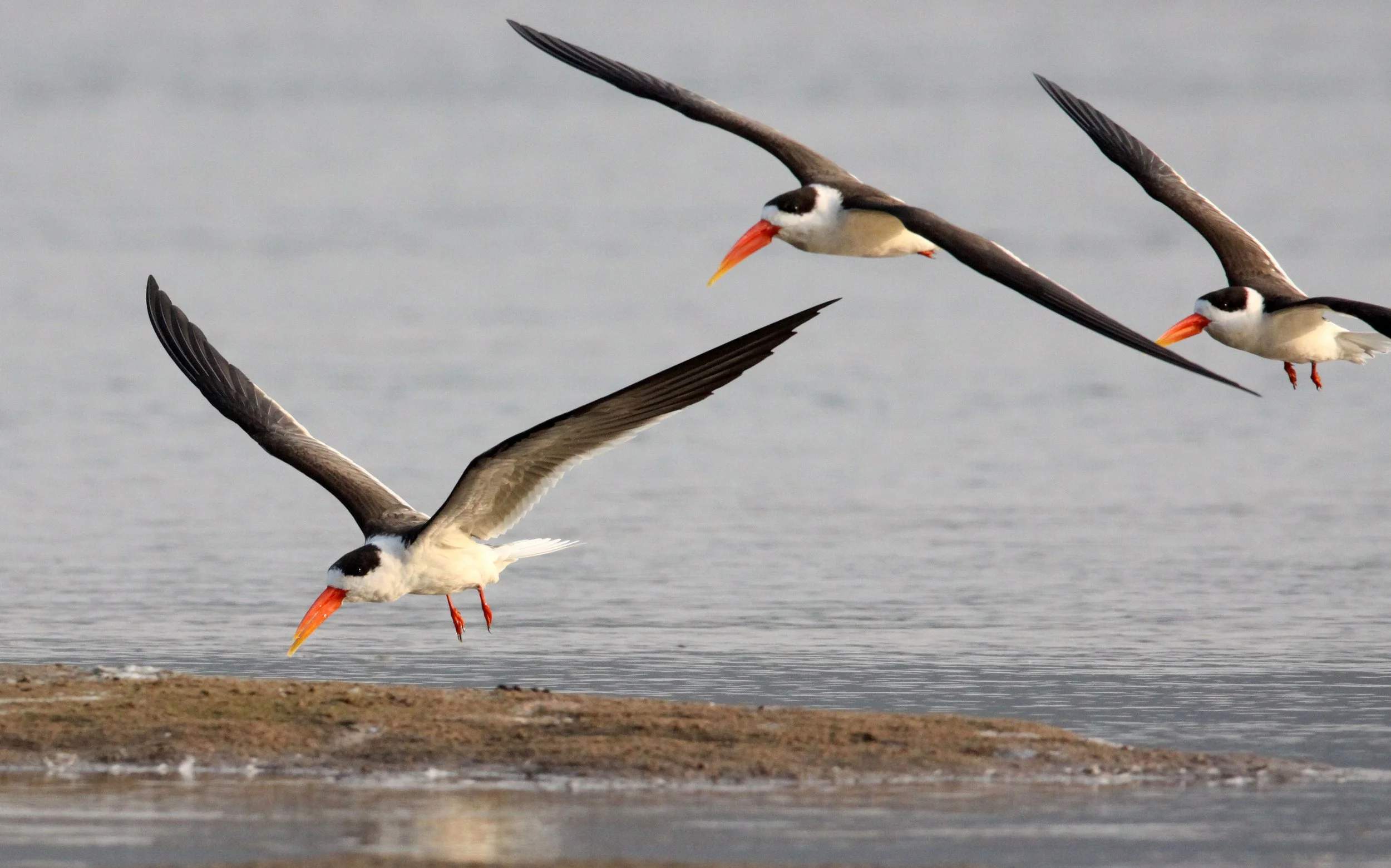 BIRD - SKIMMER - INDIAN SKIMMER - CHAMBAL SANCTUARY INDIA (88).JPG