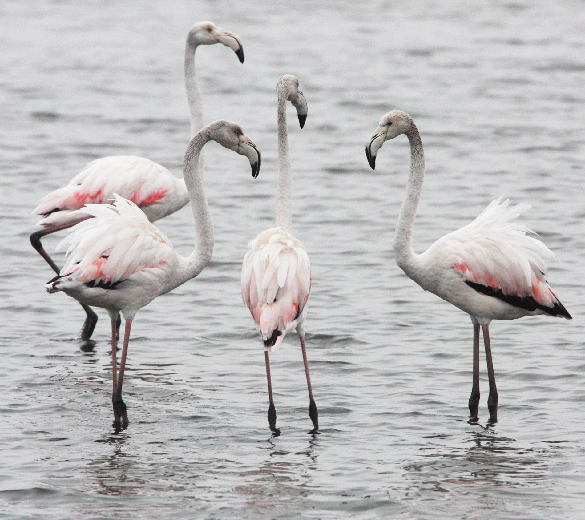 Phoenicopterus roseus - Greater Flamingo - Walvis Bay Namibia (35).JPG