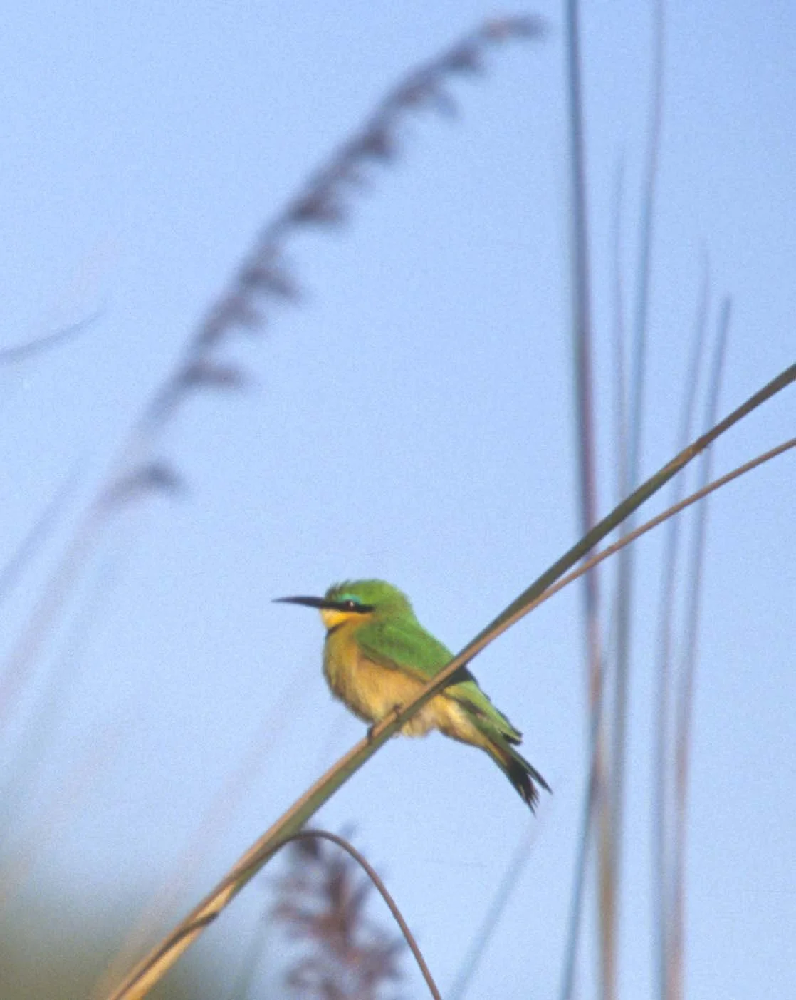 BIRDS - LITTLE BEE EATER - OKAVANGO B1.jpg