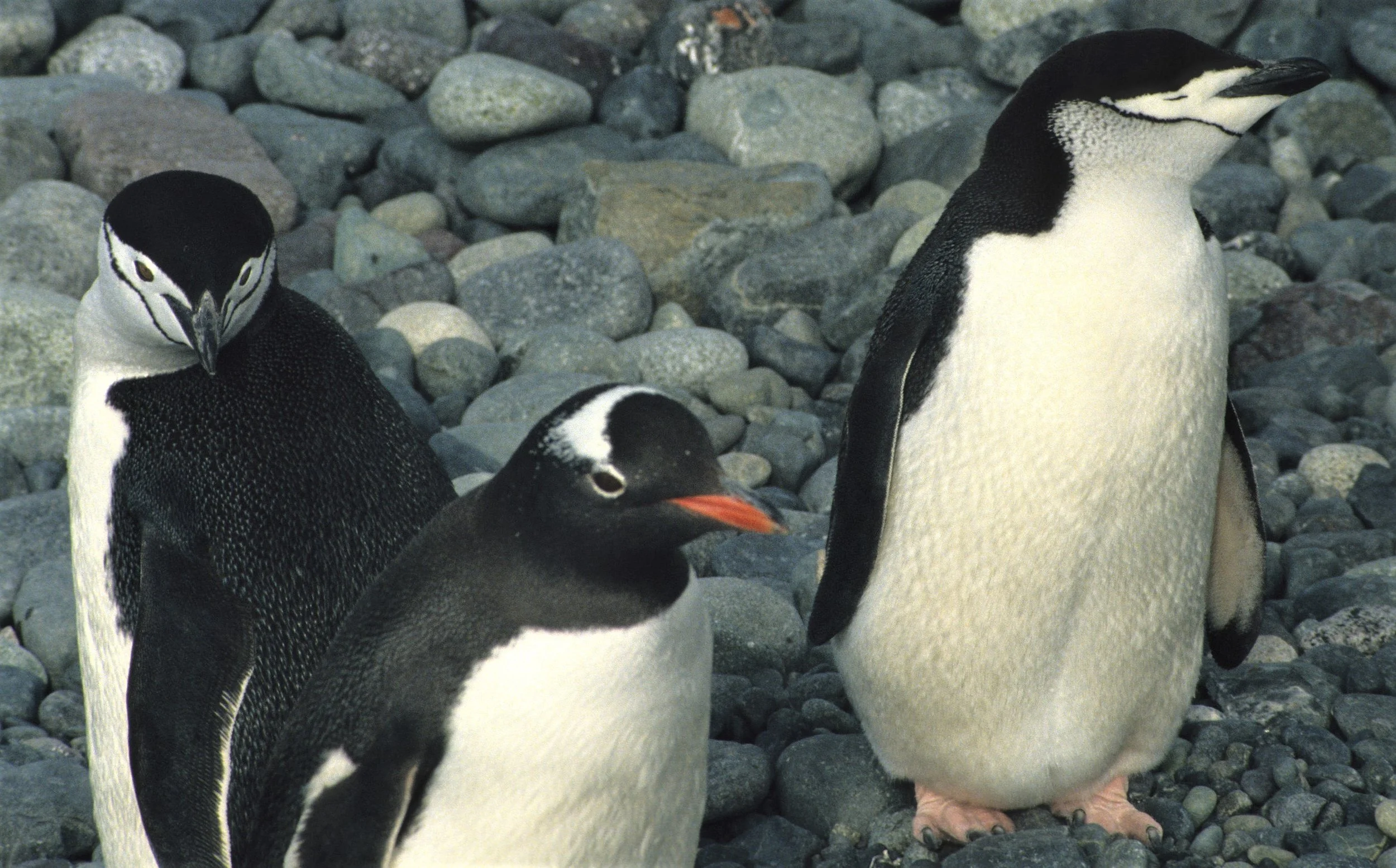 Chinstrap penguin, (Pygoscelis antarctica) Arctowski Poland Research Station, Antarctic Peninsula (8).jpg