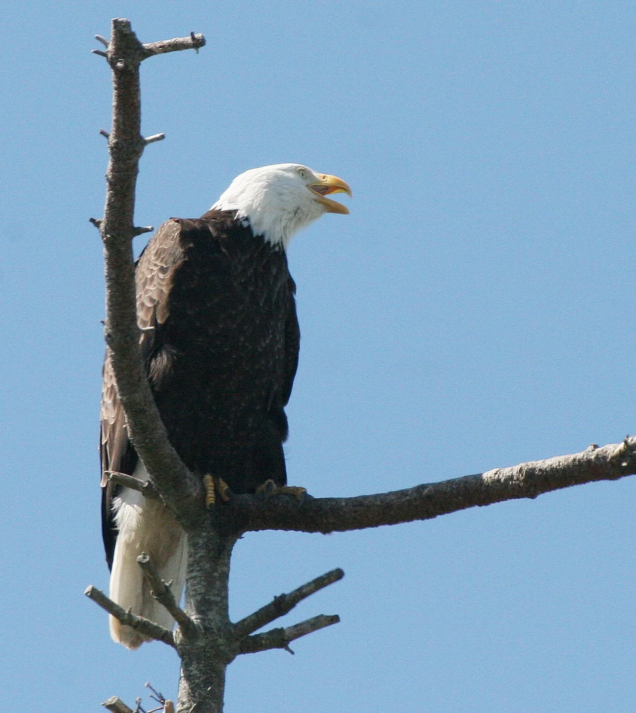 BIRD - EAGLE - BALD EAGLE - CLINE SPIT OVERLOOK SEQUIM WA (26).JPG