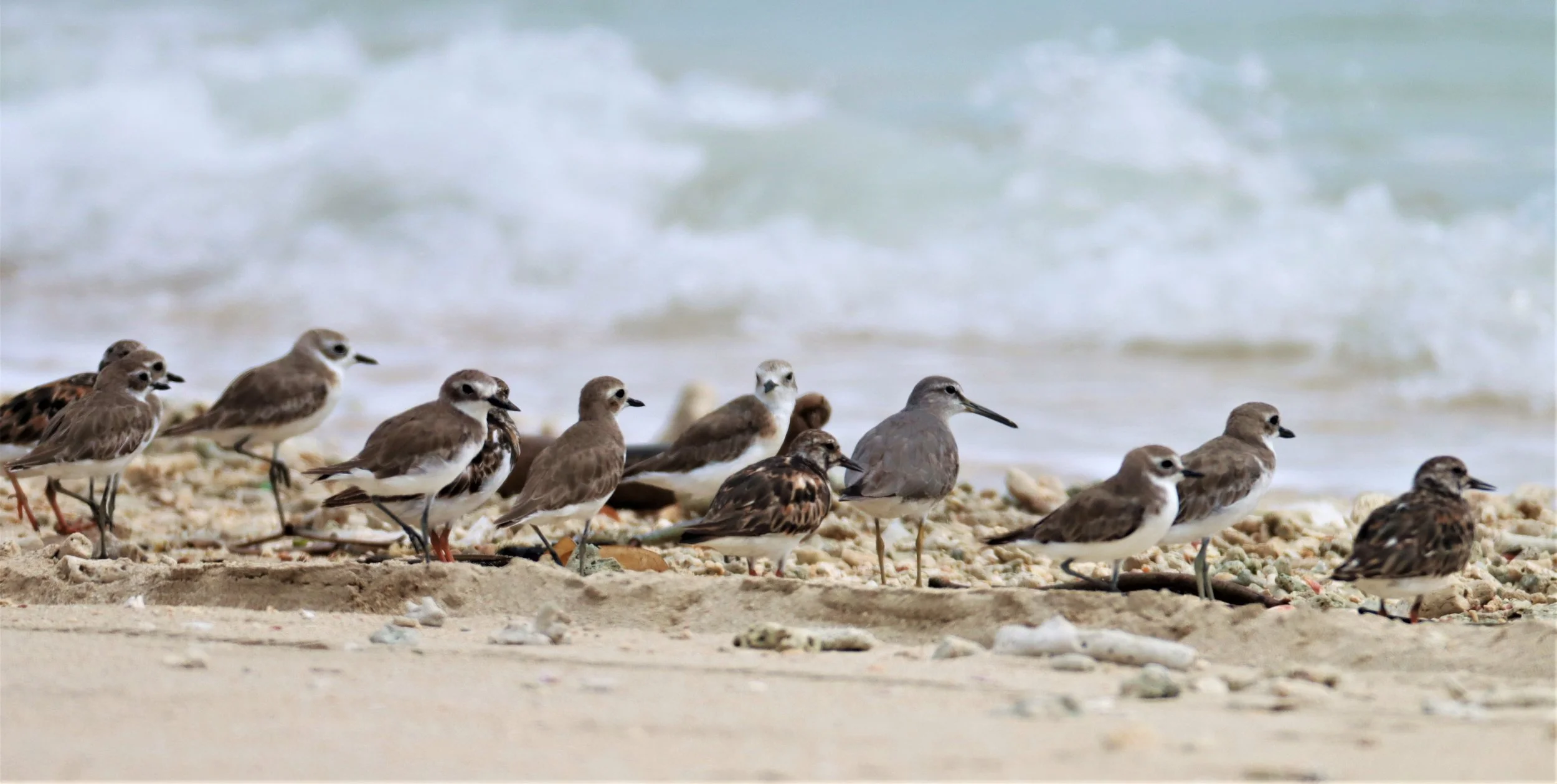 TATTLER - GREY-TAILED TATTLER - Tringa brevipes - WITH GREATER SAND PLOVER - LAEM PAKARANG PHANG NGA (6).jpg