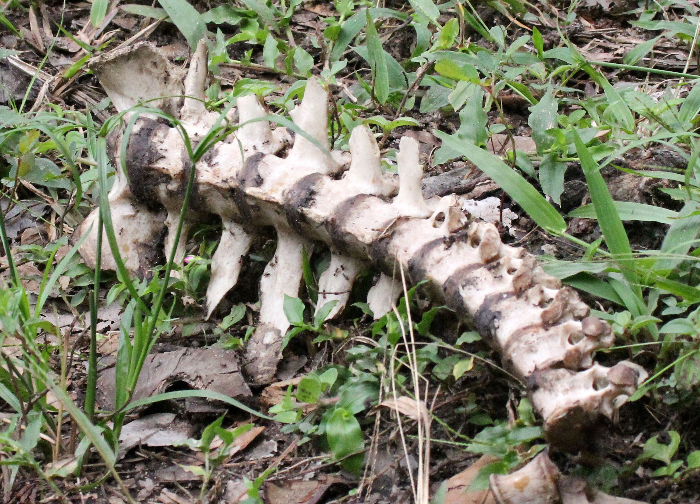 DZANGA NDOKI NATIONAL PARK CENTRAL AFRICAN REPUBLIC (28).JPG