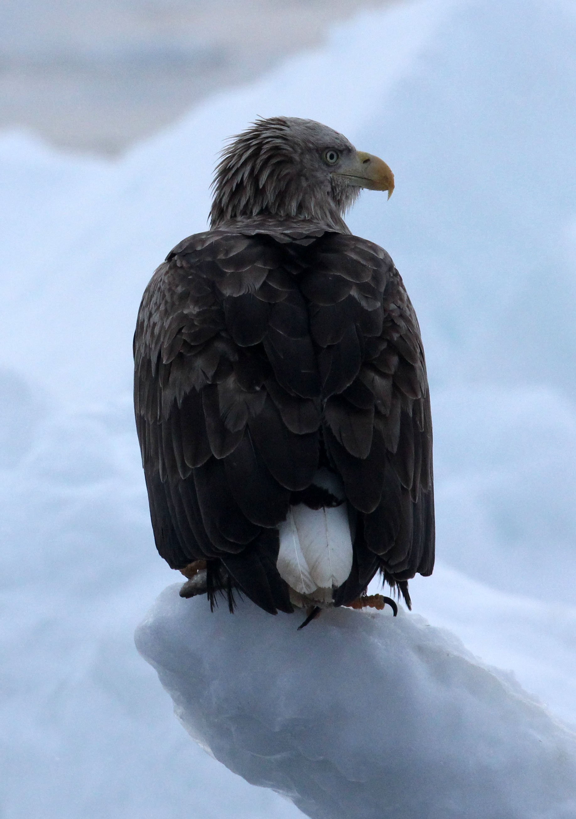 BIRD - EAGLE - WHITE-TAILED EAGLE - RAUSU, SHIRETOKO PENINSULA, HOKKAIDO JAPAN (152).JPG