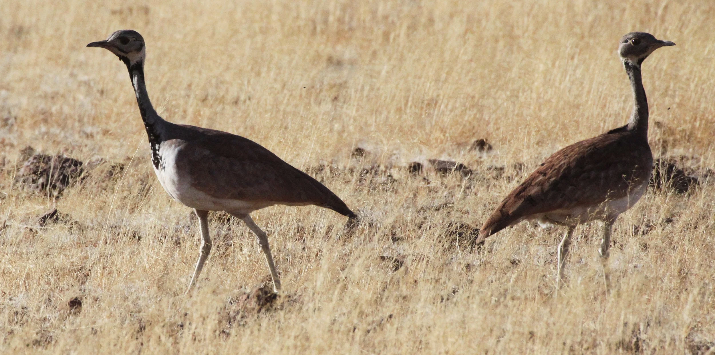 Ruppell's Korhaan (Eupodotis reupellii) Damaraland Namibia (20).JPG