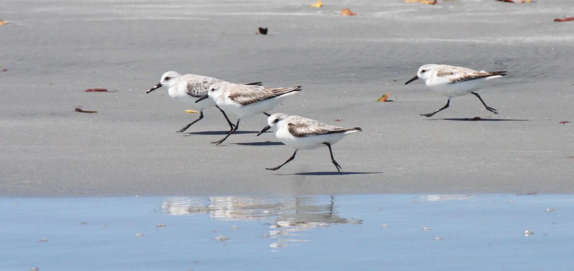 BIRD - SANDERLING - SAN IGNACIO LAGOON BAJA MEXICO (7).JPG
