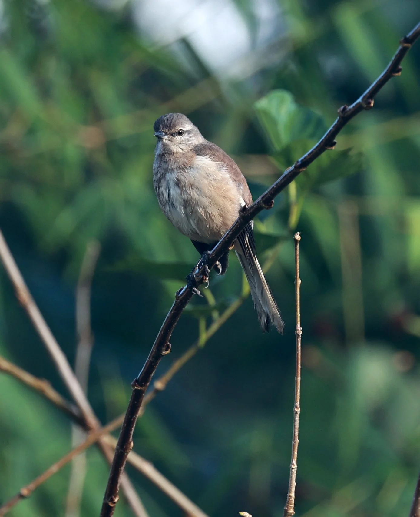White-banded Mockingbird (Mimus triurus) Superagui National Park