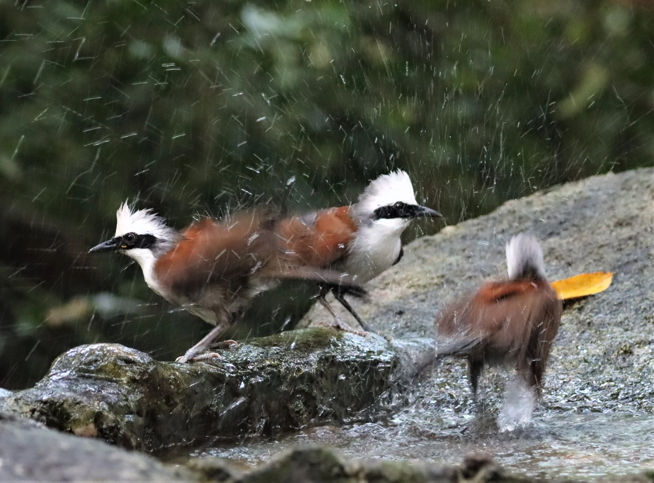 LAUGHINGTHRUSH - WHITE-CRESTED LAUGHINGTHRUSH - Garrulax leucolophus - WAT THAM PRATHUN CHONBURI (68).jpg