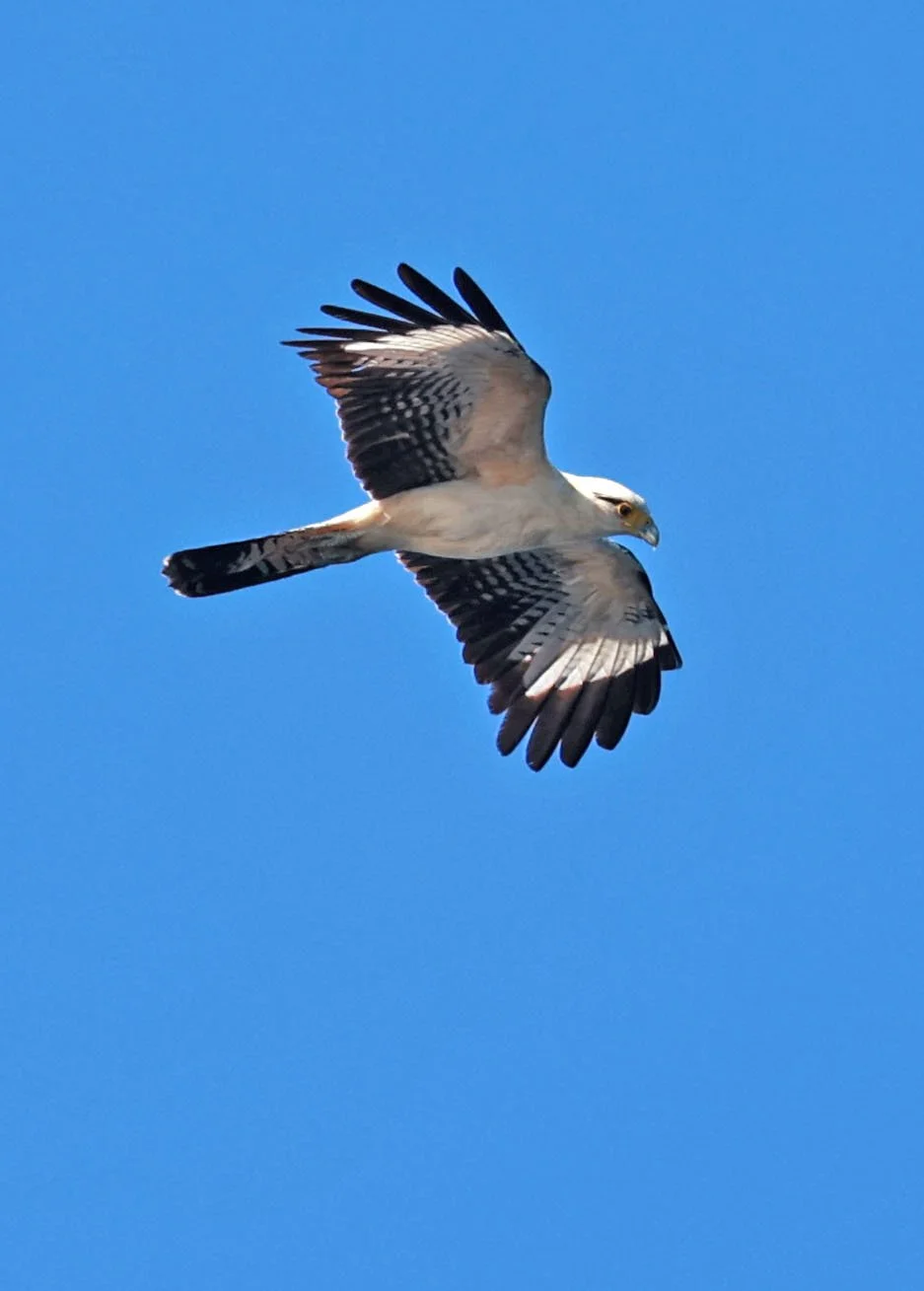 Caracara - Yellow-headed Caracara - Daptrius chimachima - Ariau River & Rio Negro Region Southwest of Manaus (2).jpg
