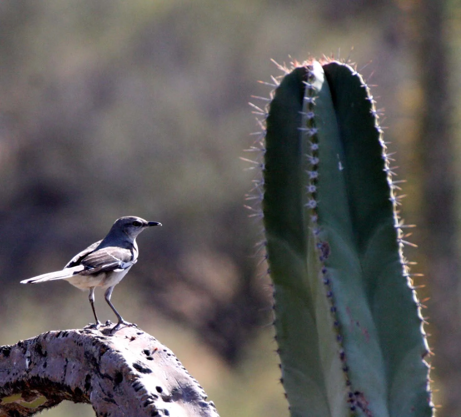 Northern Mockingbird (Mimus polyglottos) Catavina Desert Baja Mexico (10).JPG