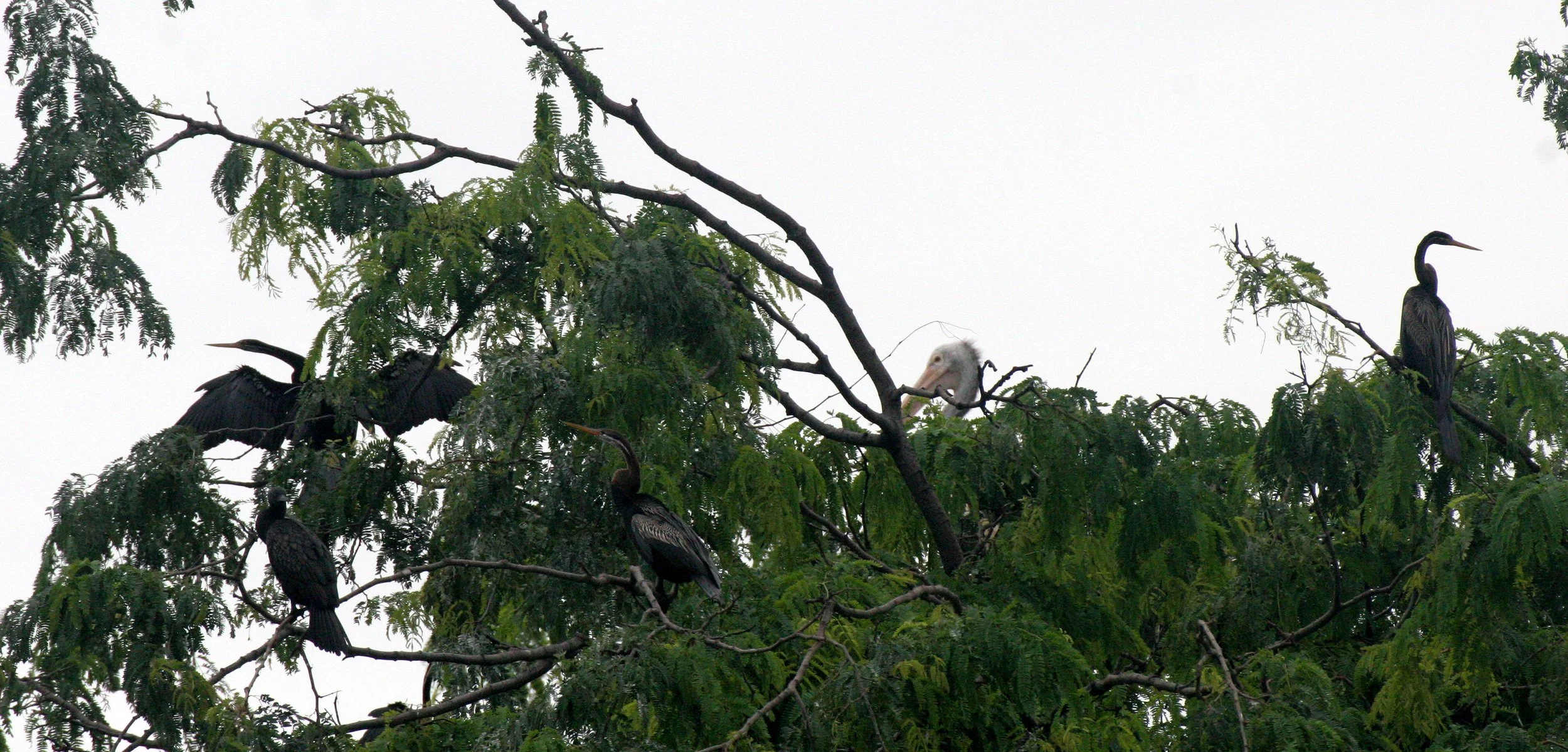DARTER - Anhinga melanogaster - BUENG BORAPHET THAILAND (21).JPG